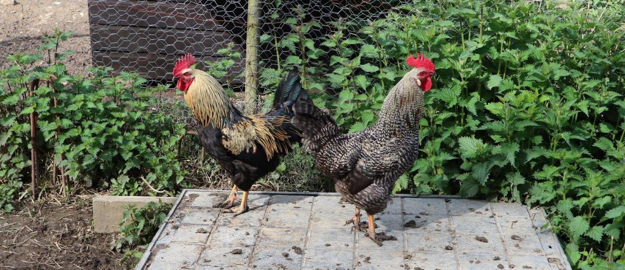 Homer Farm Marytavy Luaran gambar
