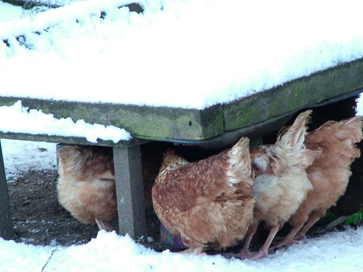Homer Farm Marytavy Luaran gambar